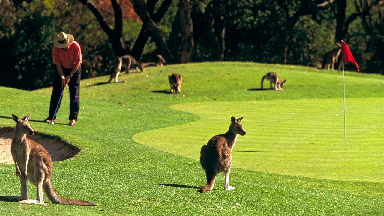 Kenguri na golf terenu
