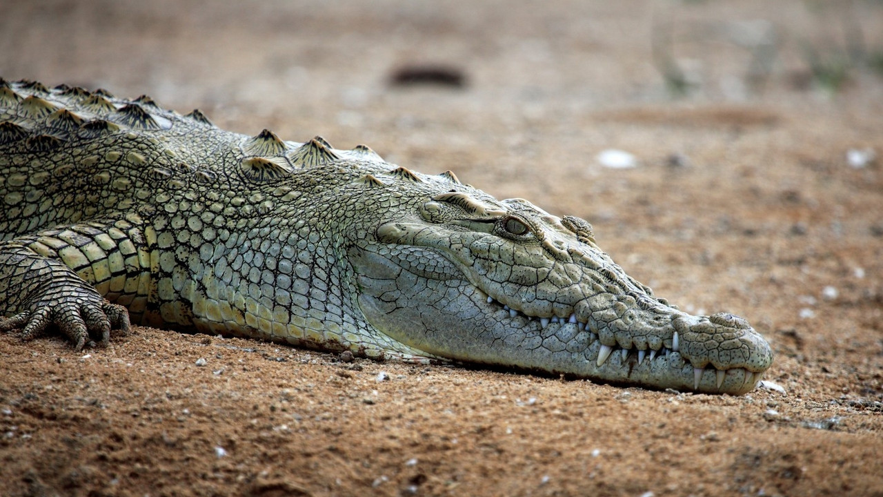 Krokodil
