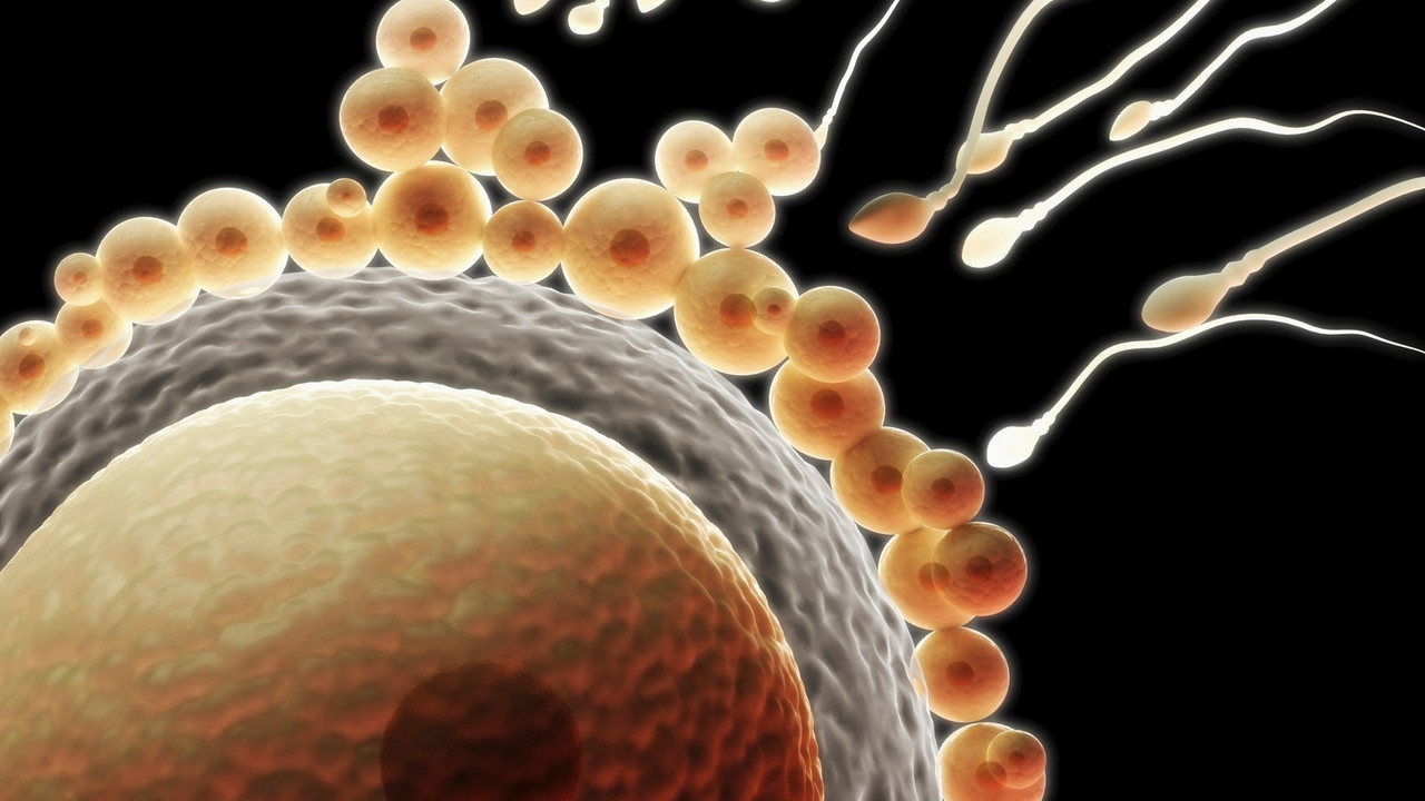 spermatozoid