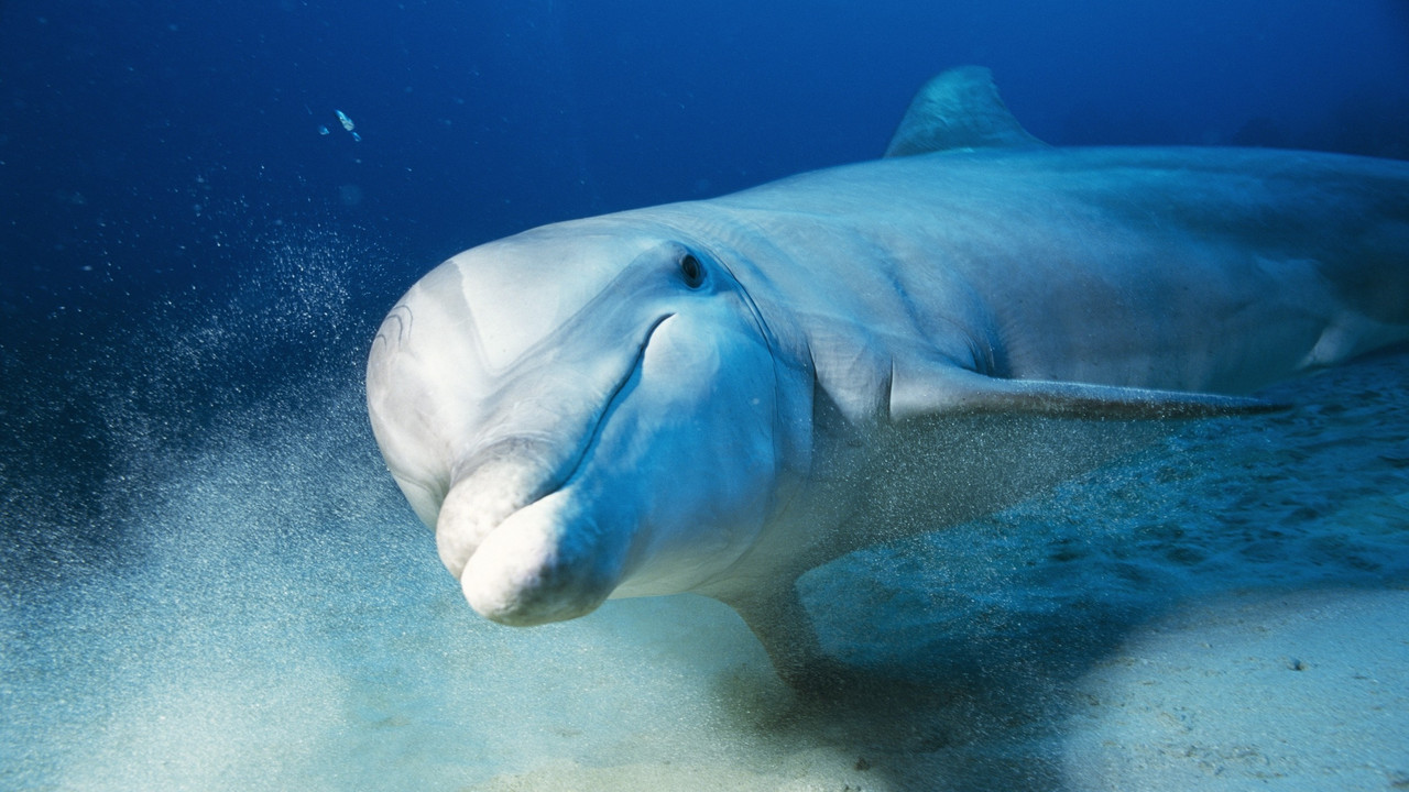 Delfin
