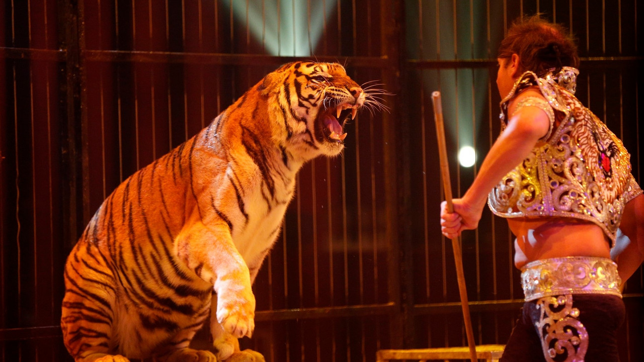 Cirkus, tigar