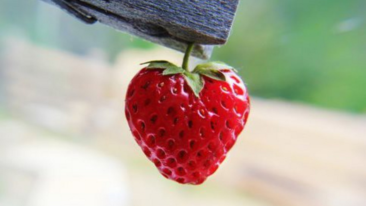 Jagode