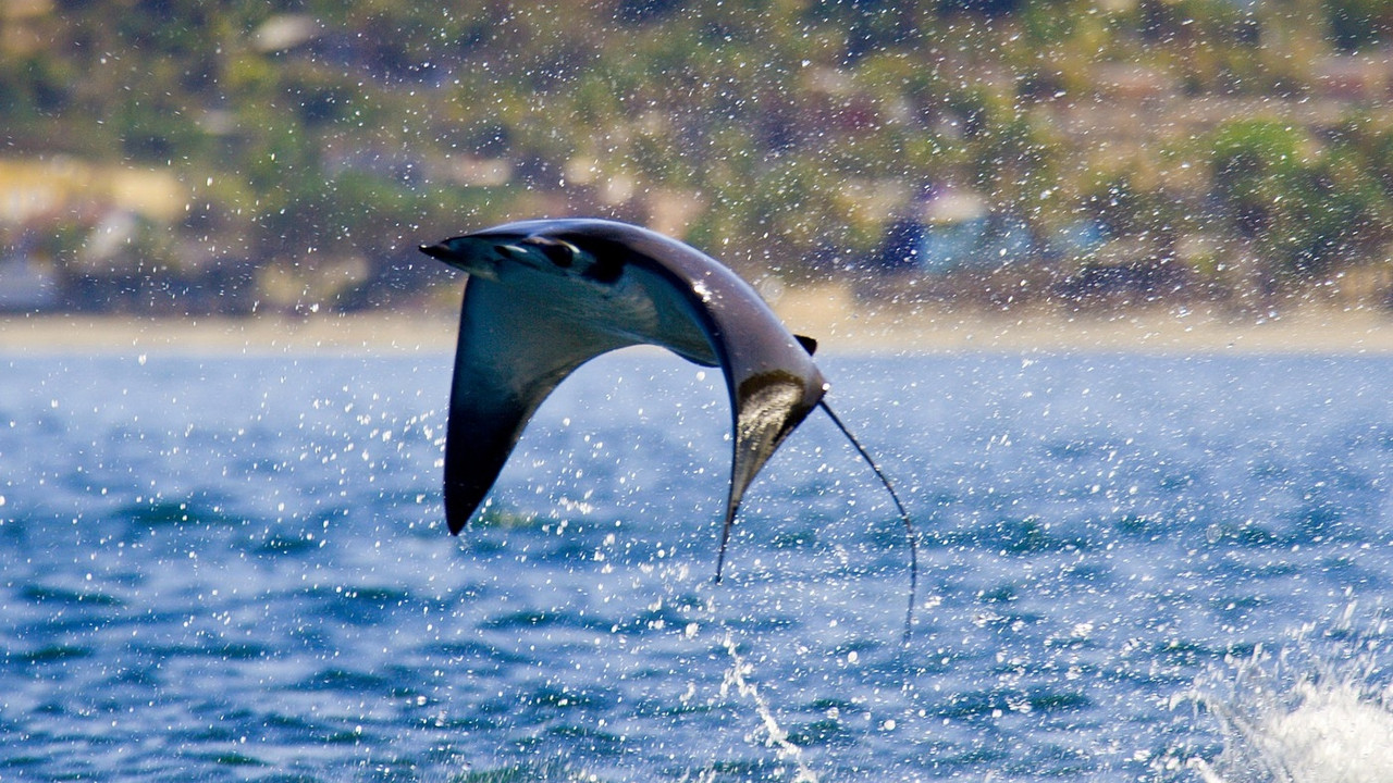 Mobula