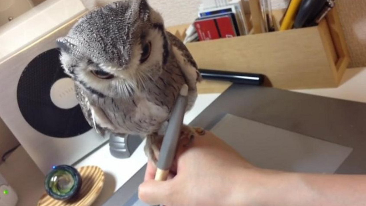Sova i ilustrator