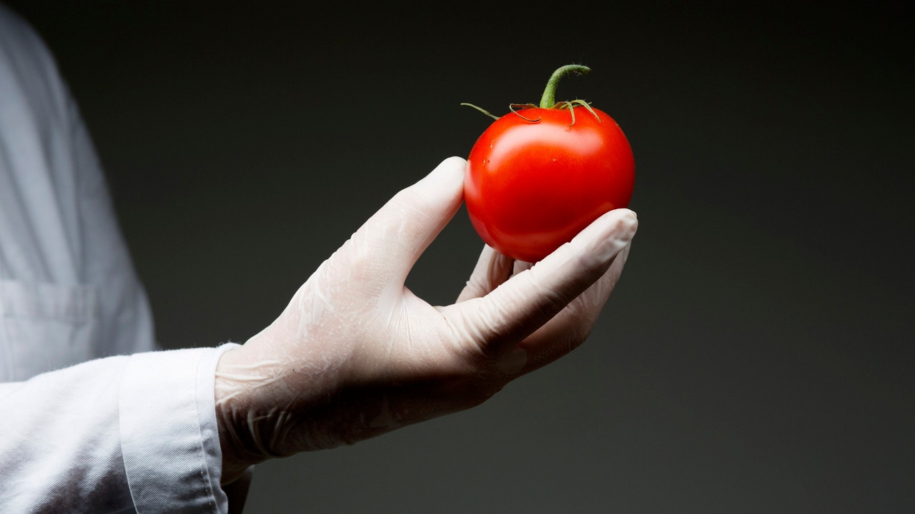 GMO, paradajz