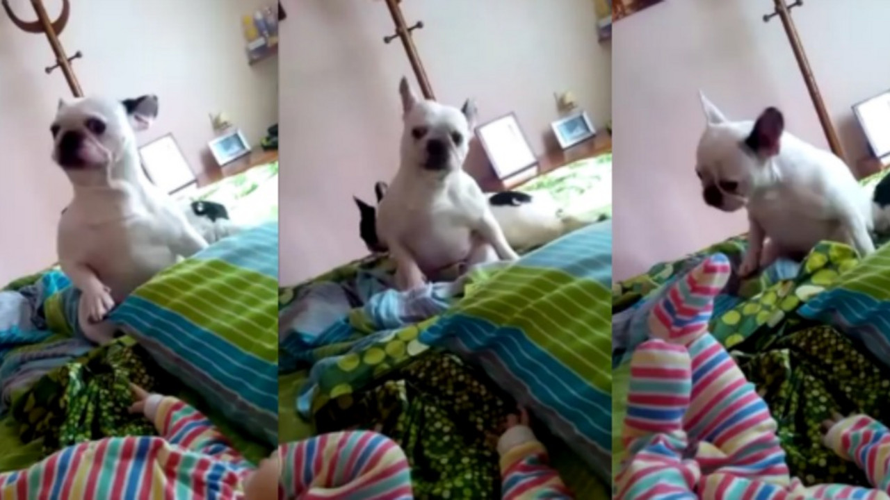 buldog plaše