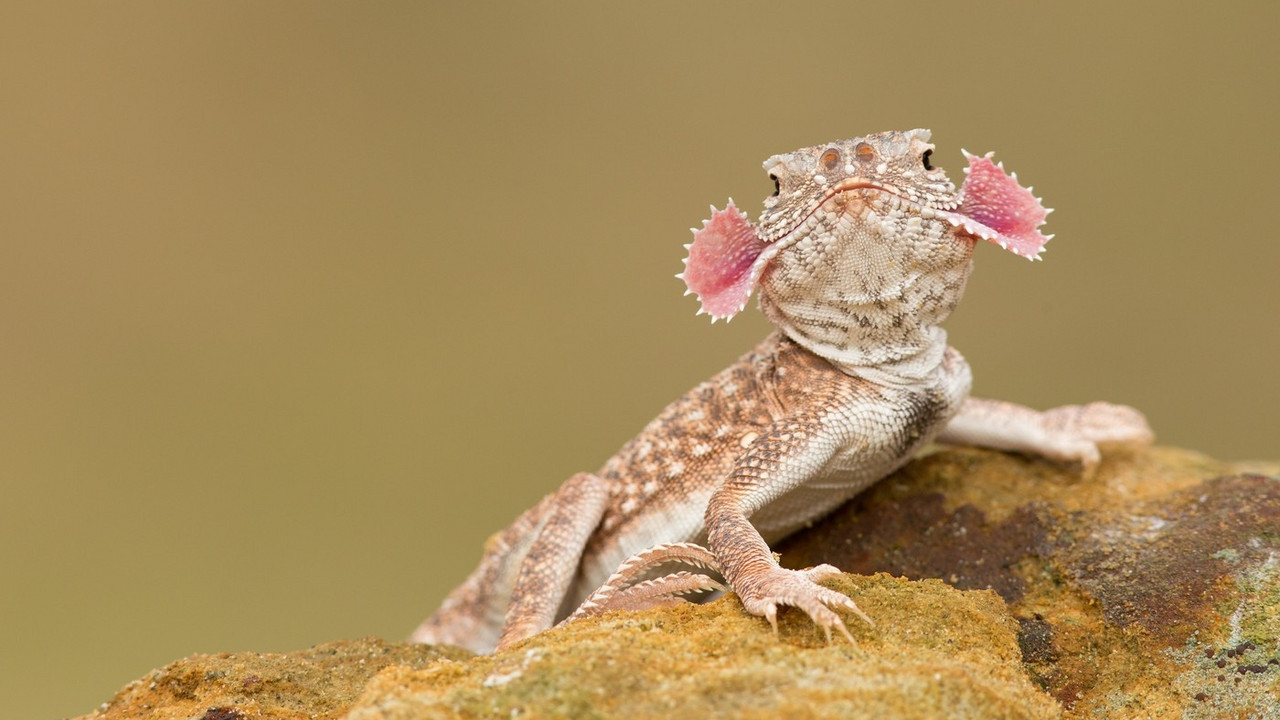 Agamid gušter