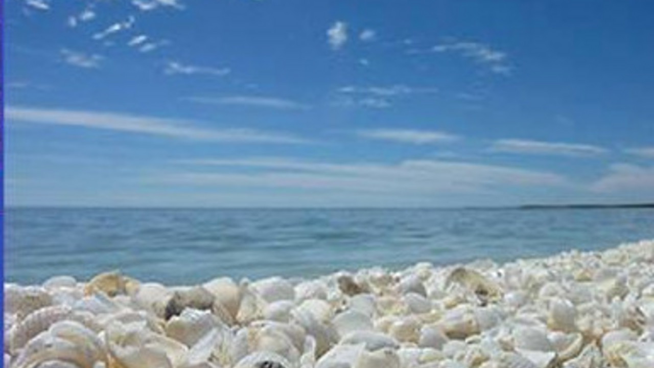 Plaža školjki