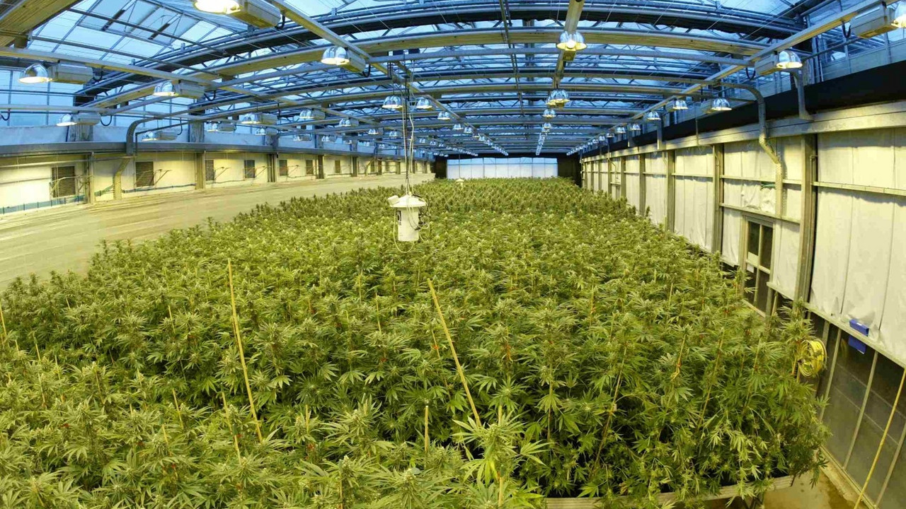 Marihuana