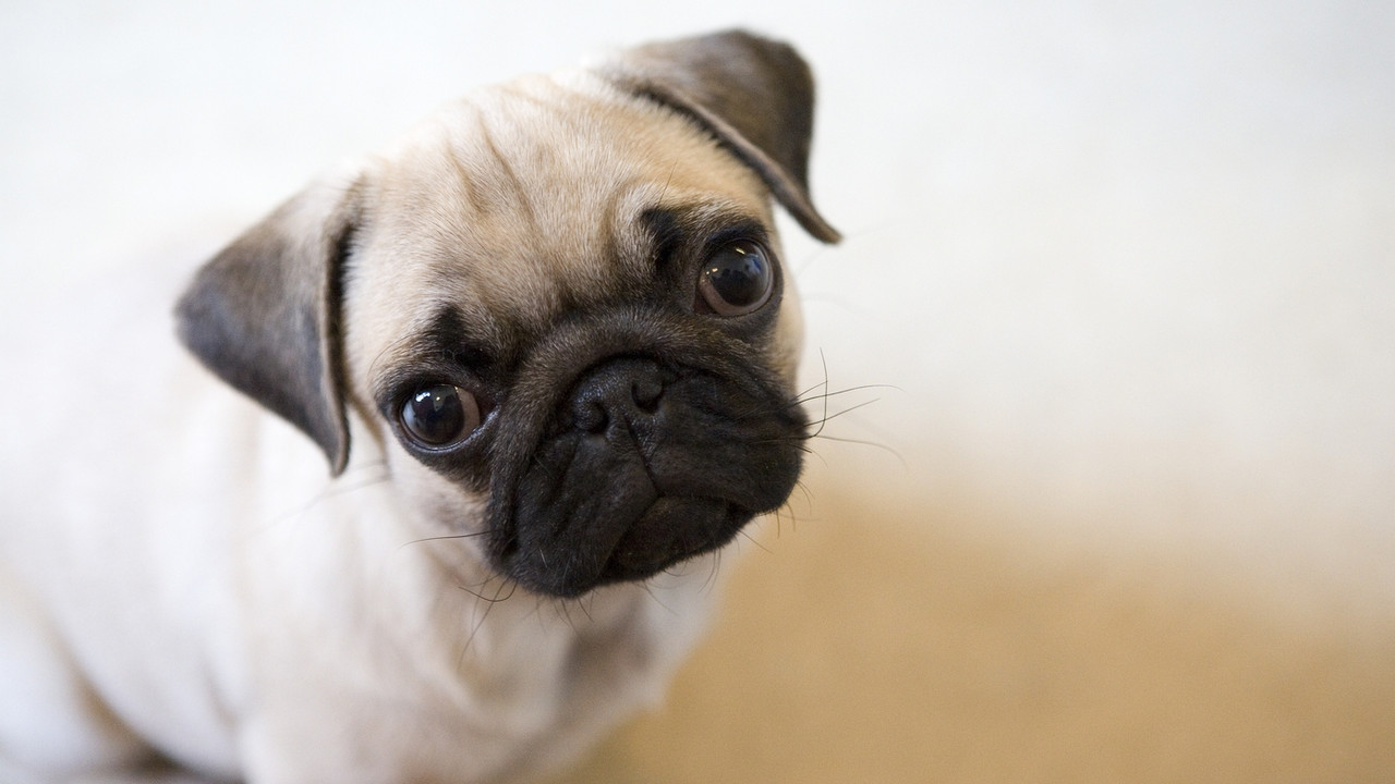 Mops