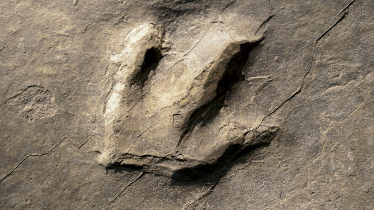 Fosilni otisak dinosaurusove stope