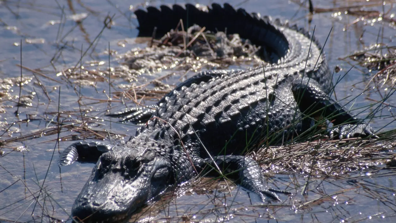 aligator