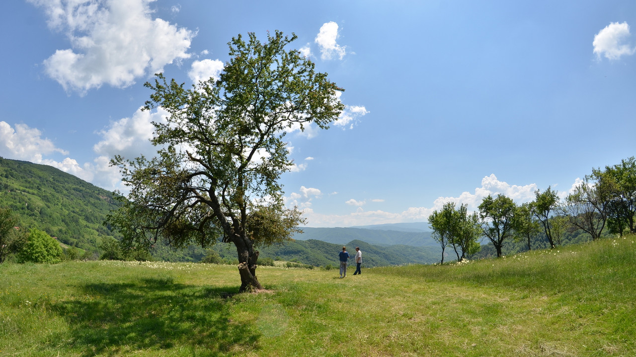 Babušnica