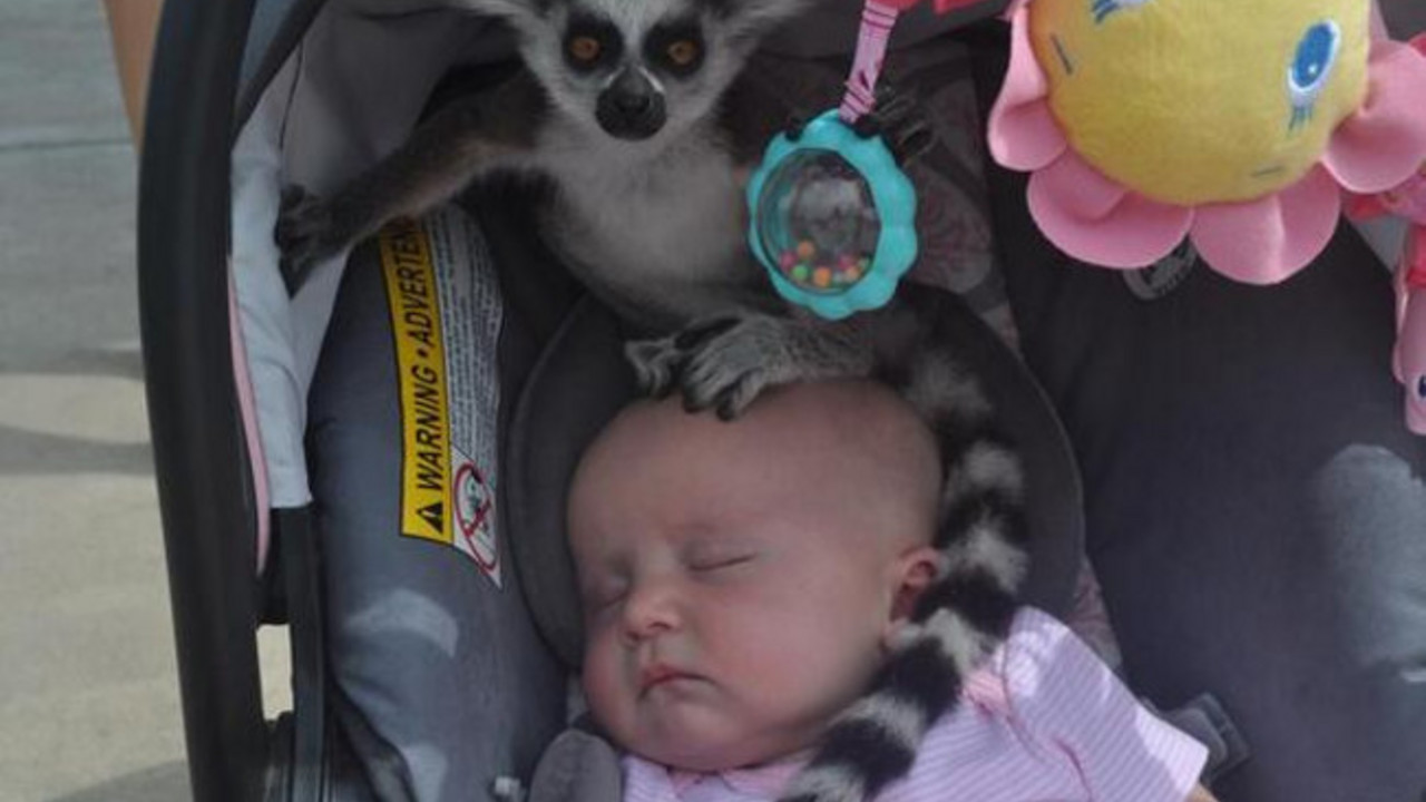 Lemur na bebinoj glavi