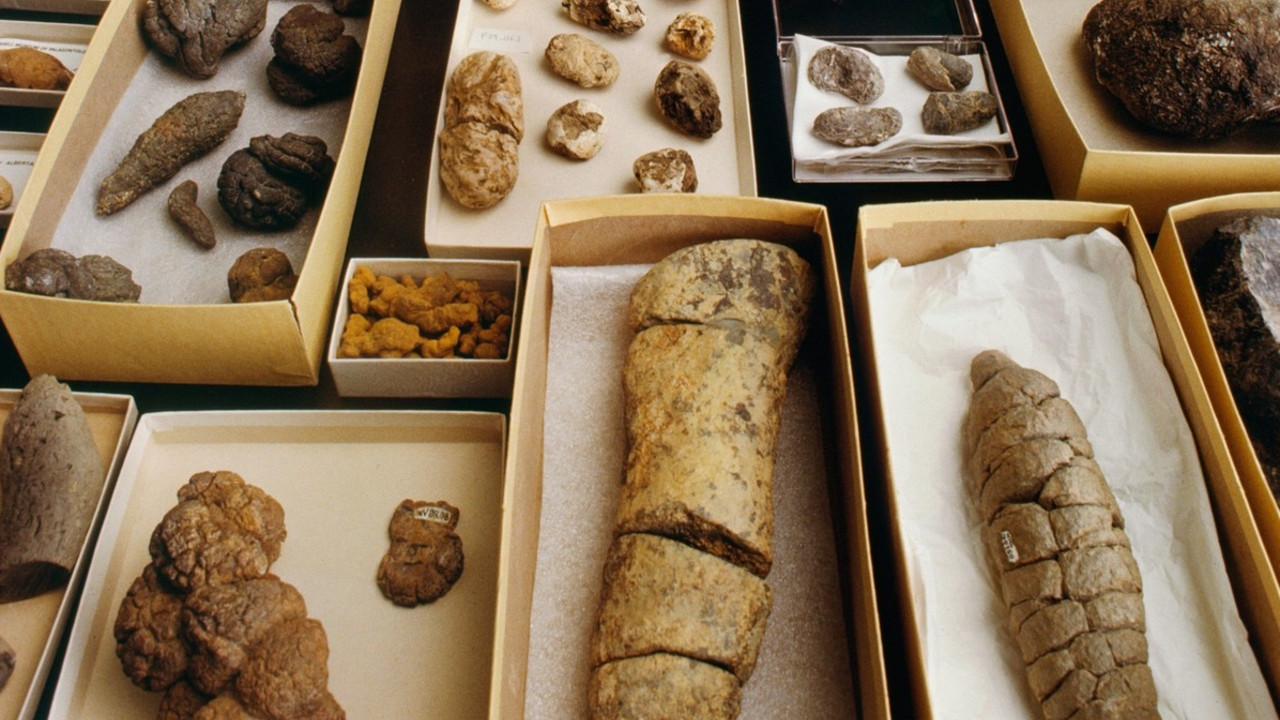 Fosil izmeta dinosaurusa