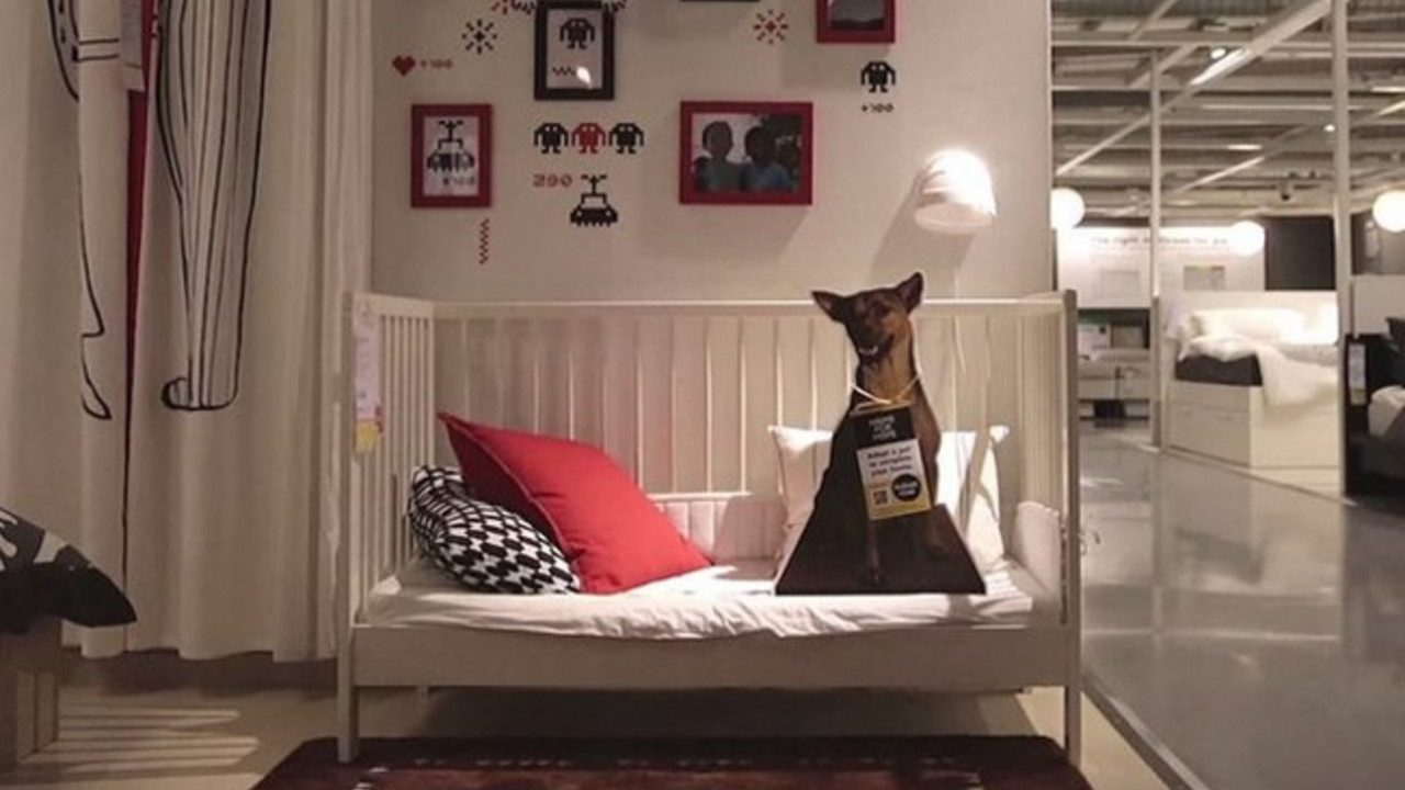 Ikea kartonski pas