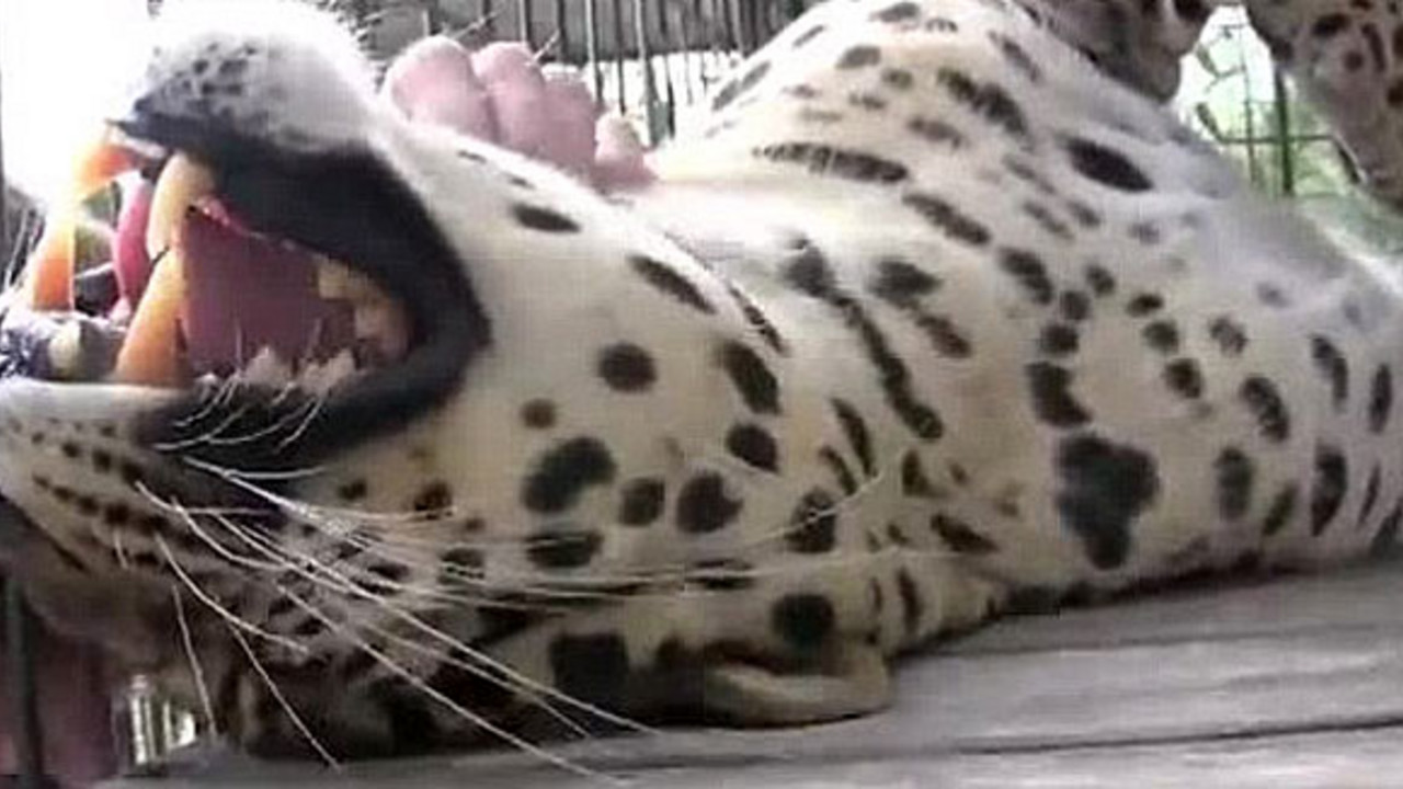 leopard