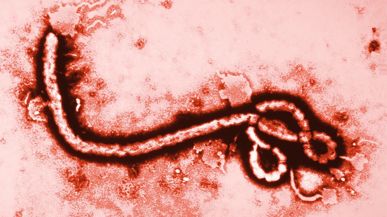 ebola