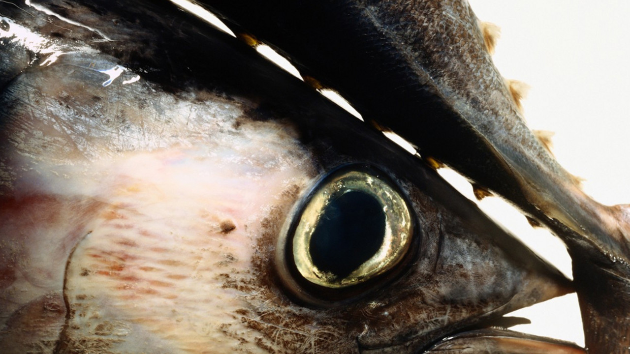 tunjevina, tuna
