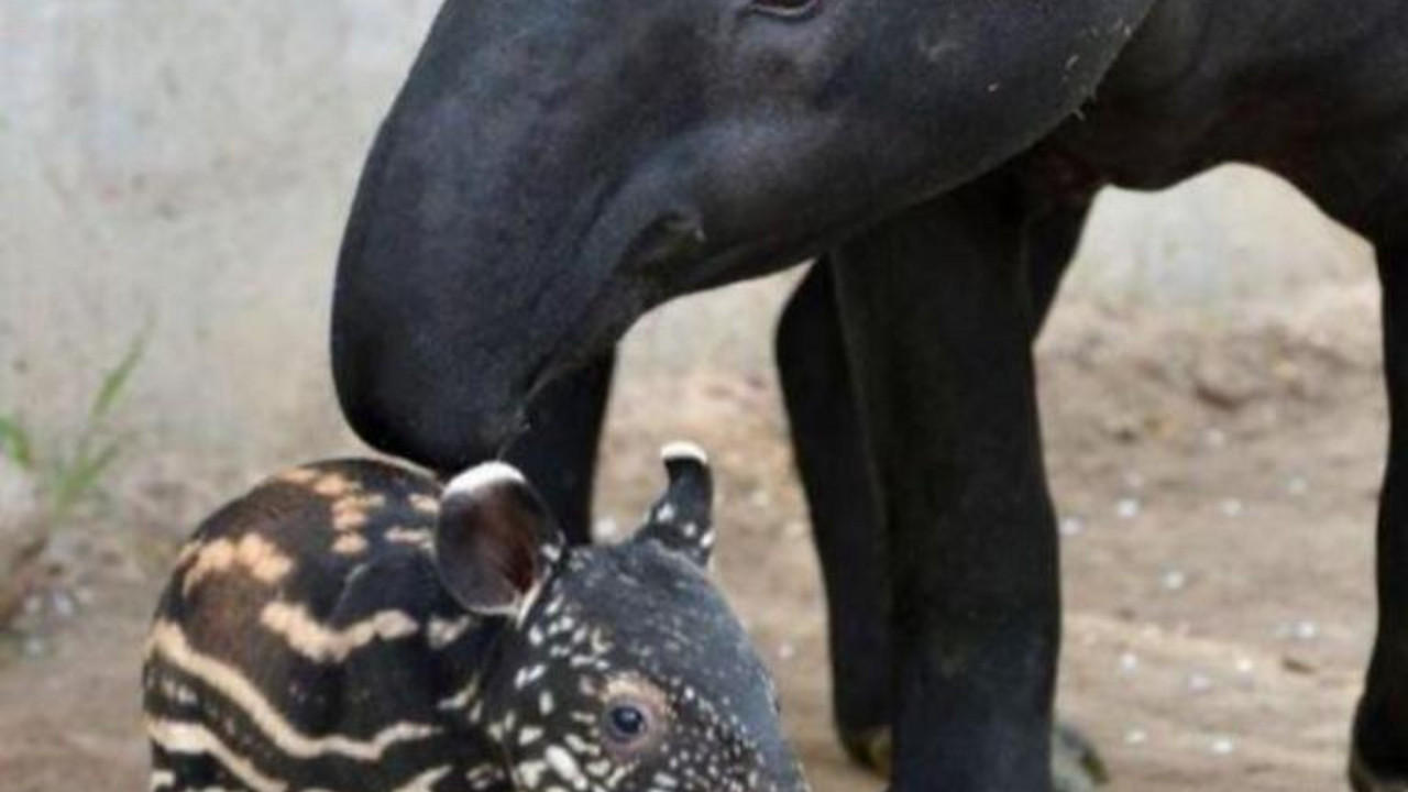 Majka i beba tapir