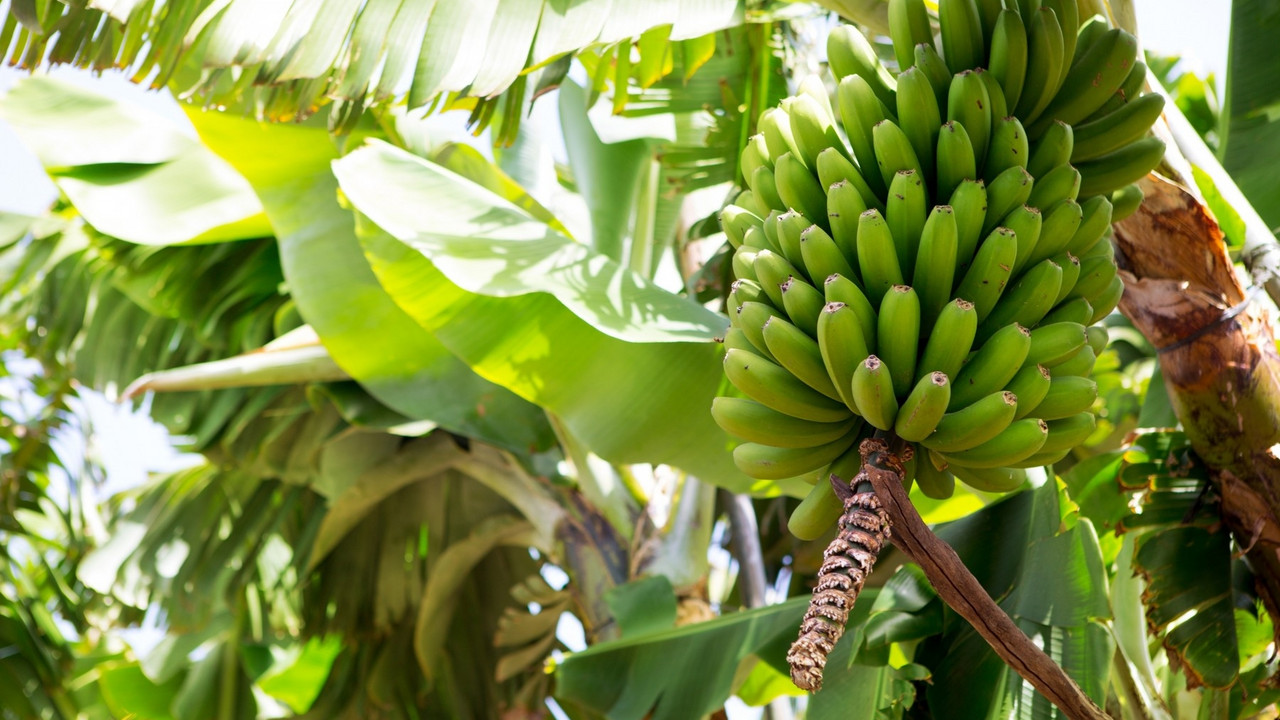 banane, plantaža, drvo