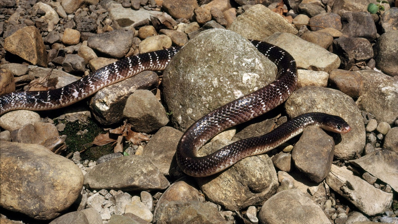 Plavi krait