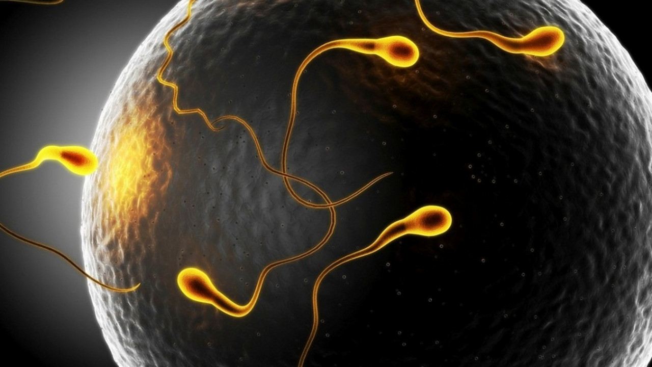 spermatozoidi se kreću