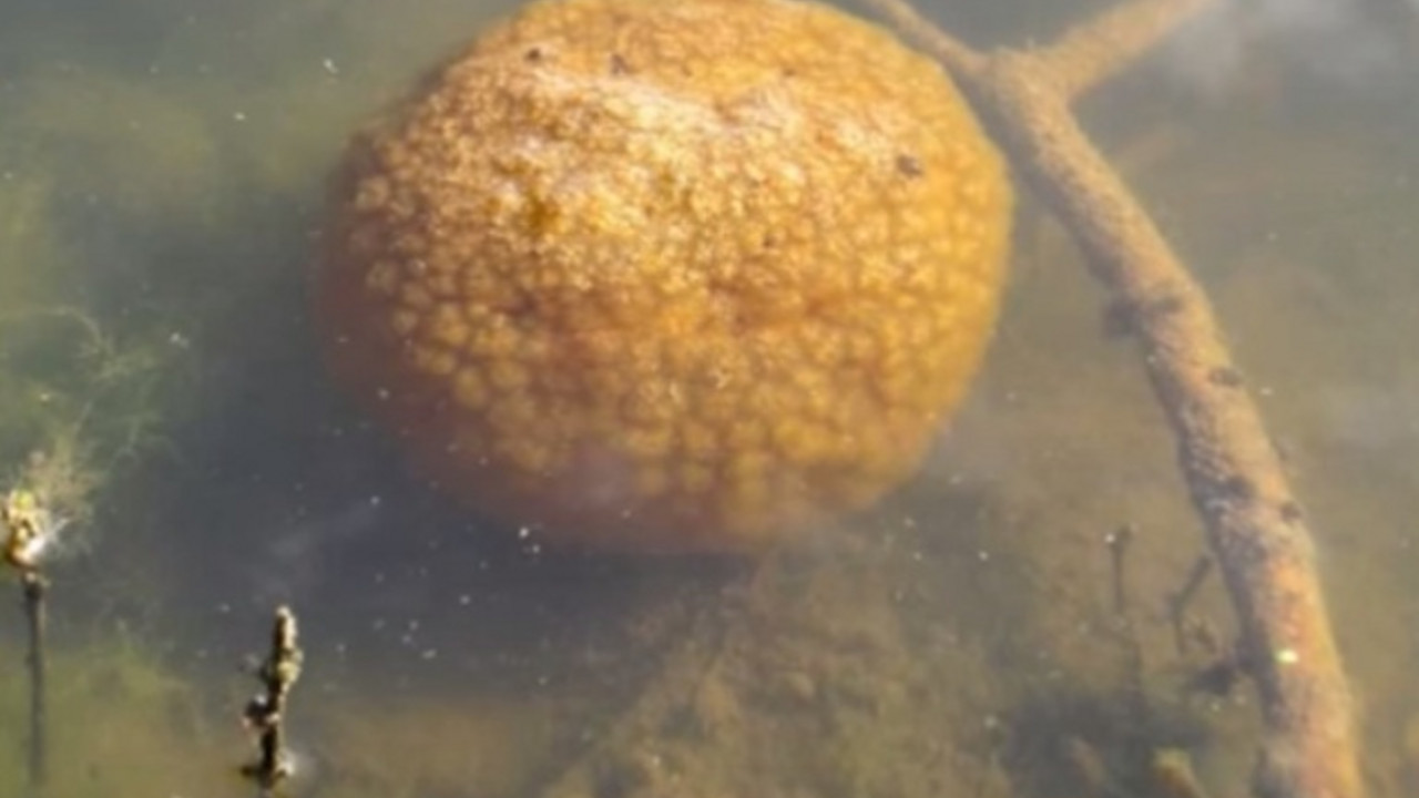 Slatkovodna meduza