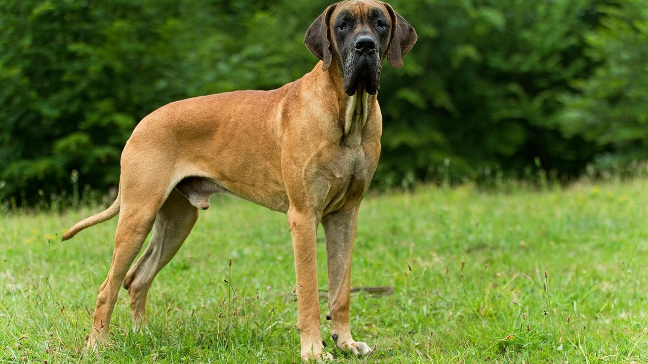 Danska doga