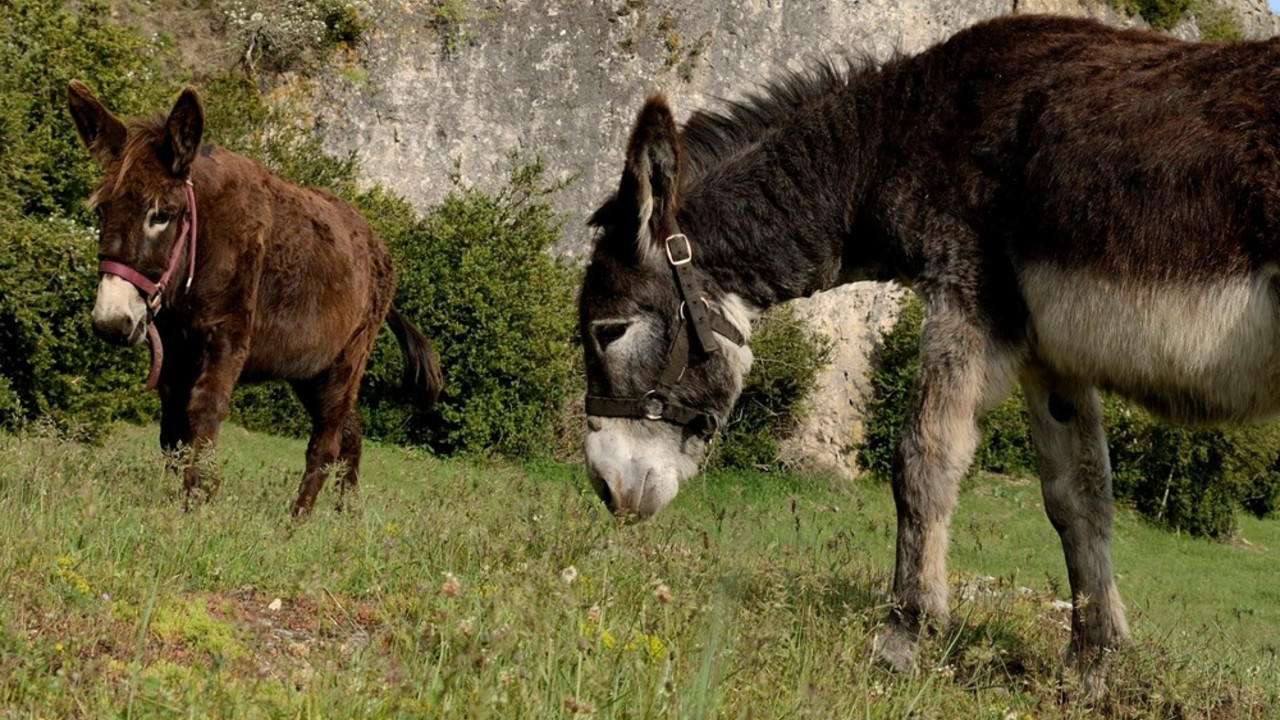 magarci