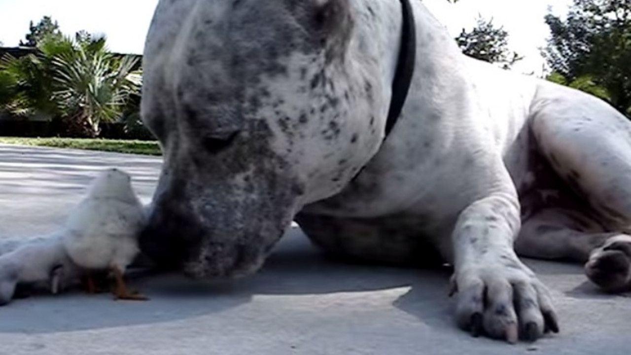 Pile i pitbul