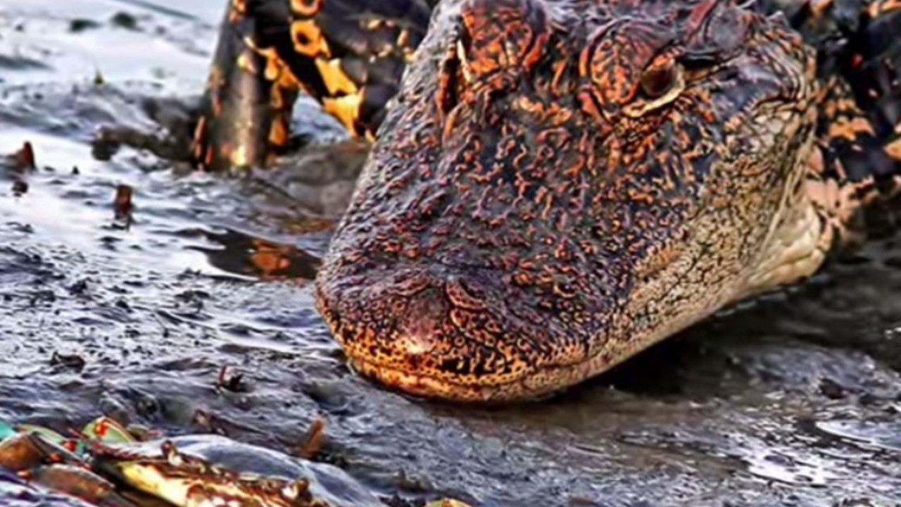 Aligator i kraba