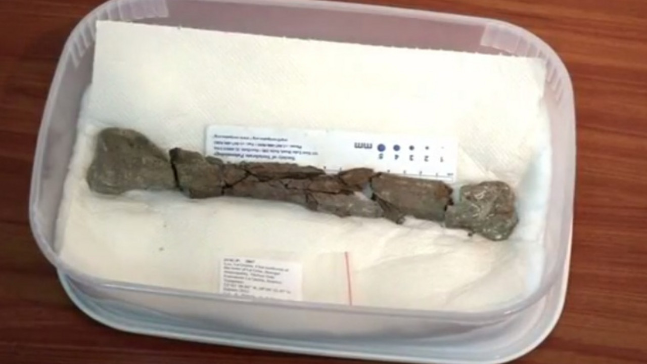 Nova vrsta dinosaurusa