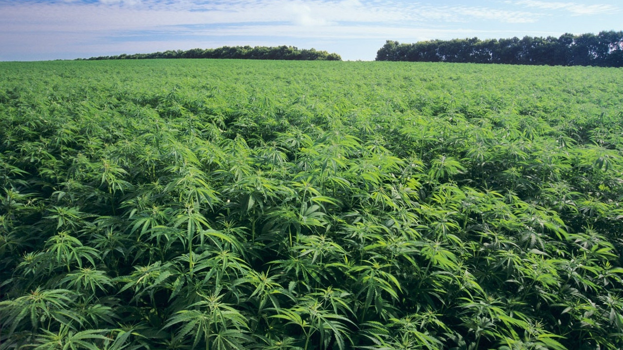 Marihuana