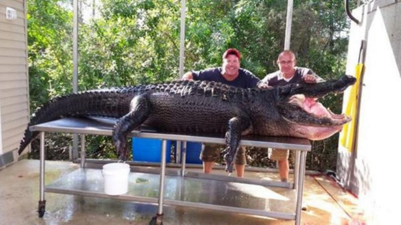 Aligator