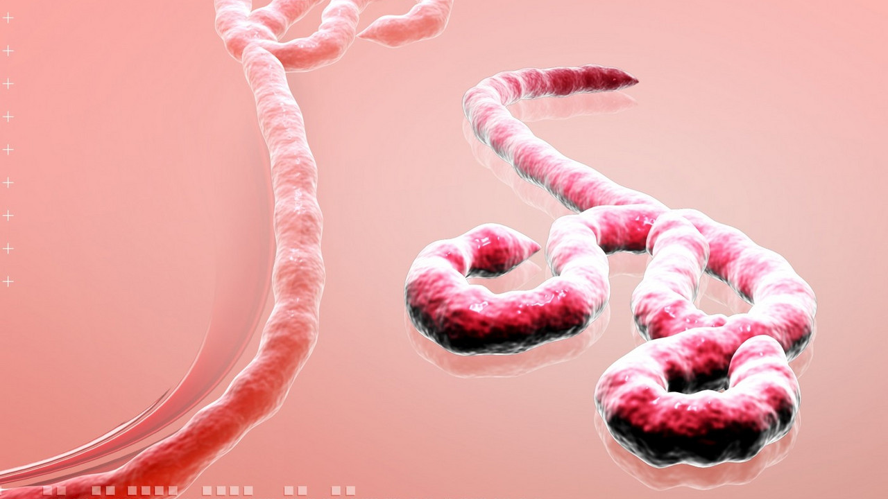 virus ebole