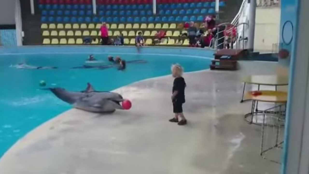 delfin, dete