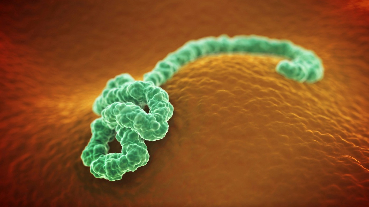 Virus ebole pod mikroskopom