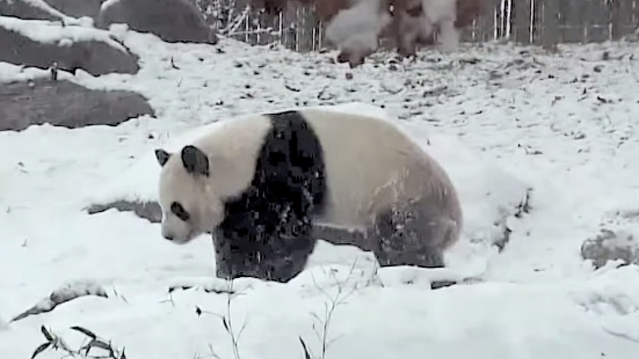 Panda se igra u snegu