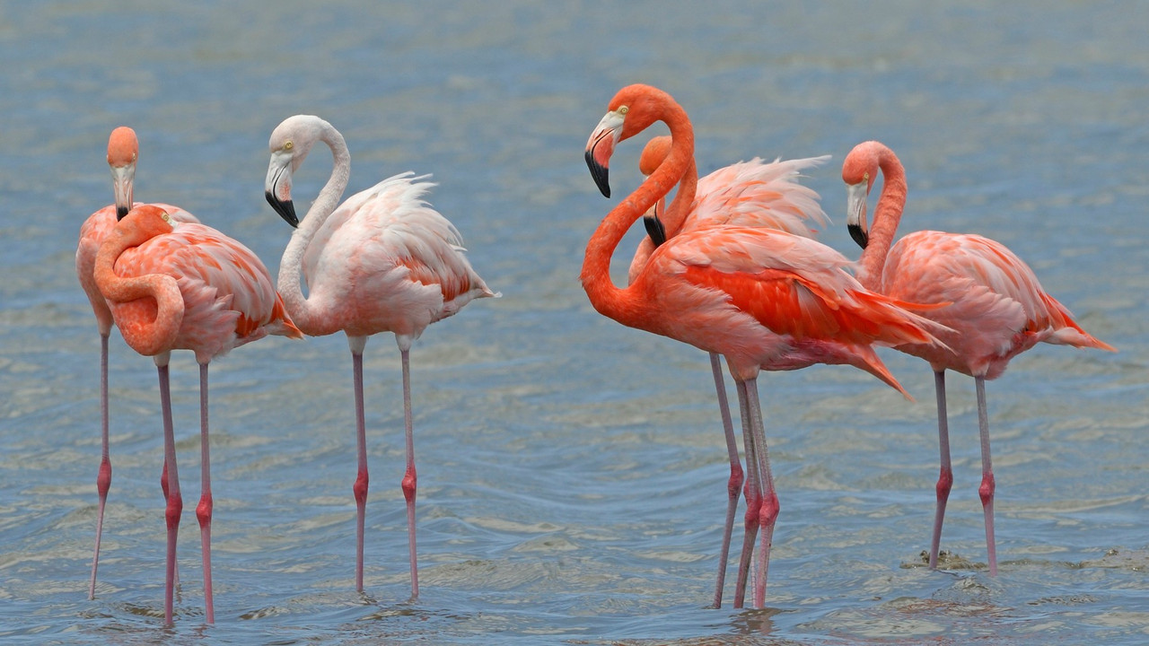 flamingo, ptica, ptice