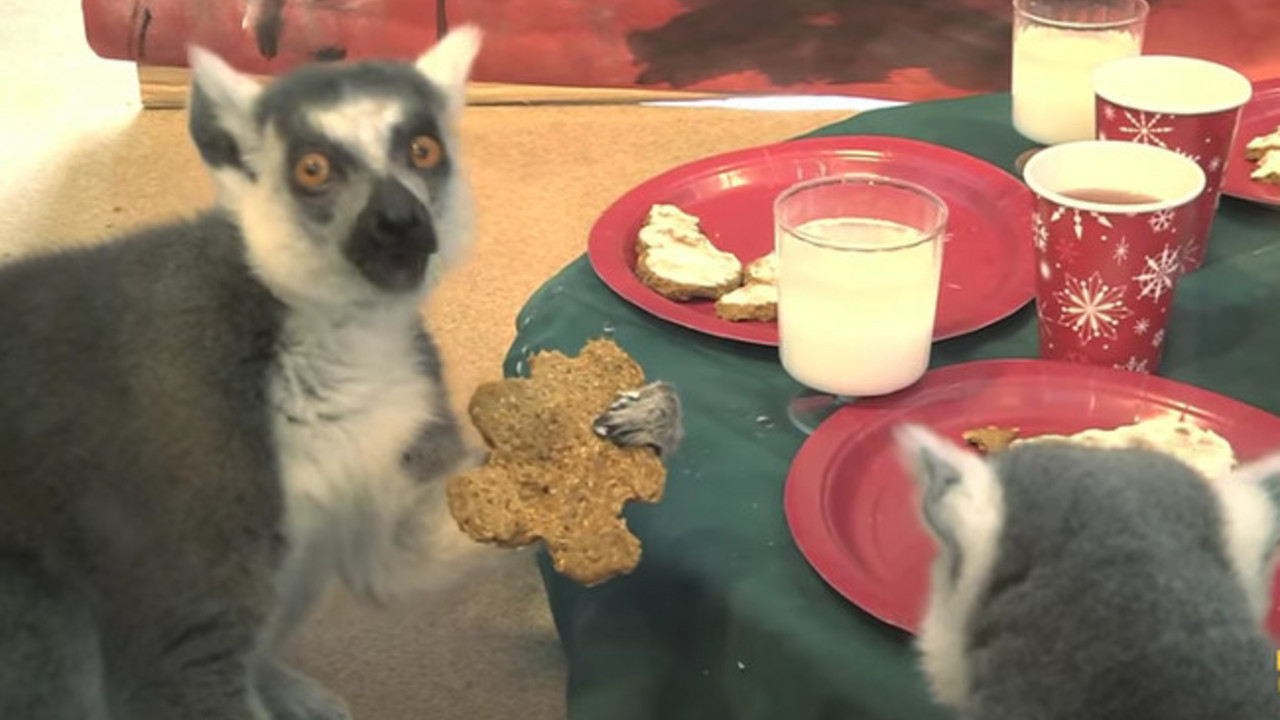lemuri, nova godina, keks, mleko, hrana, proslava