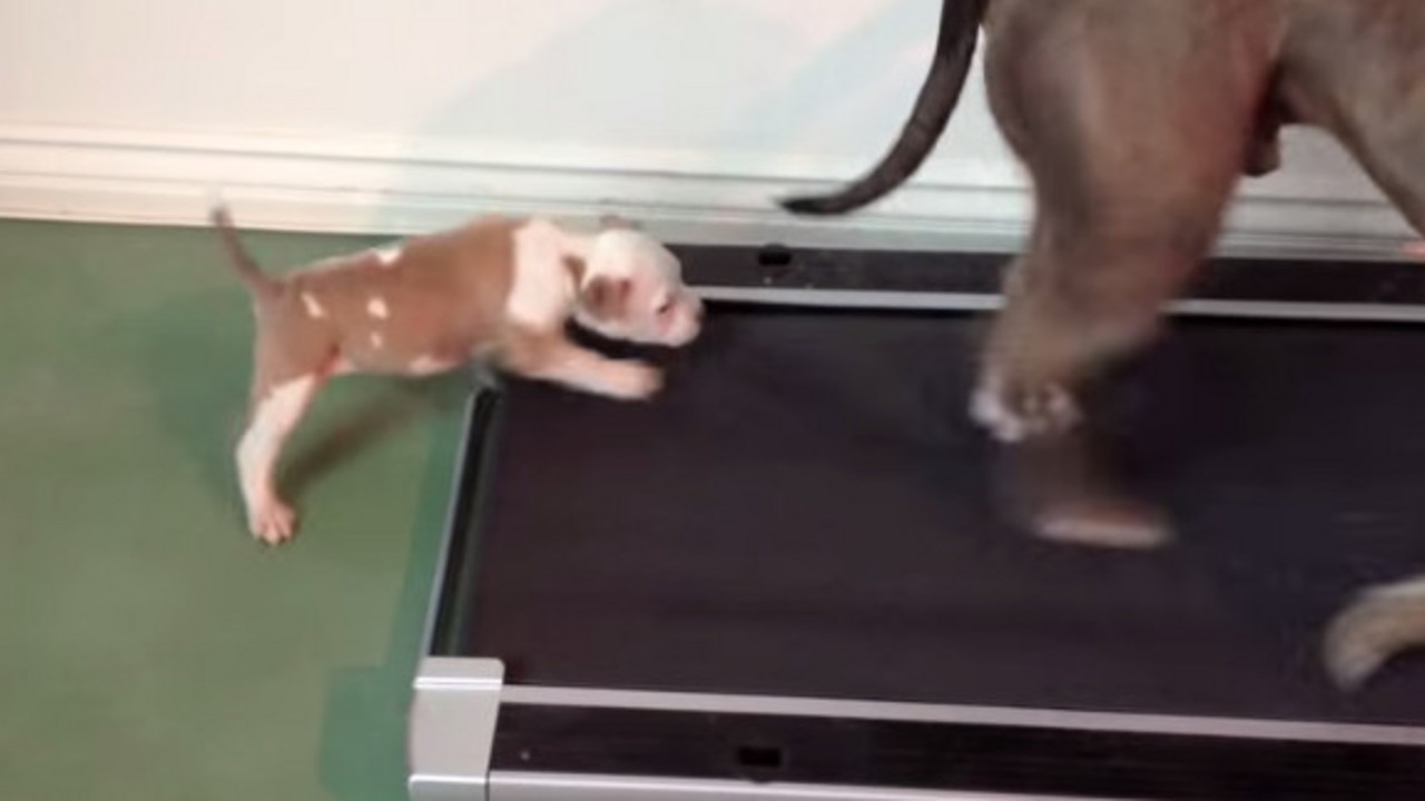 pas, štene, pitbul, mali pas, traka za trčanje