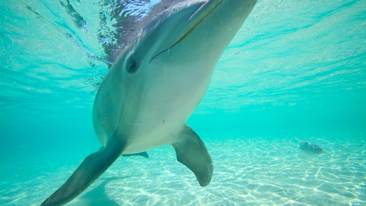 delfin