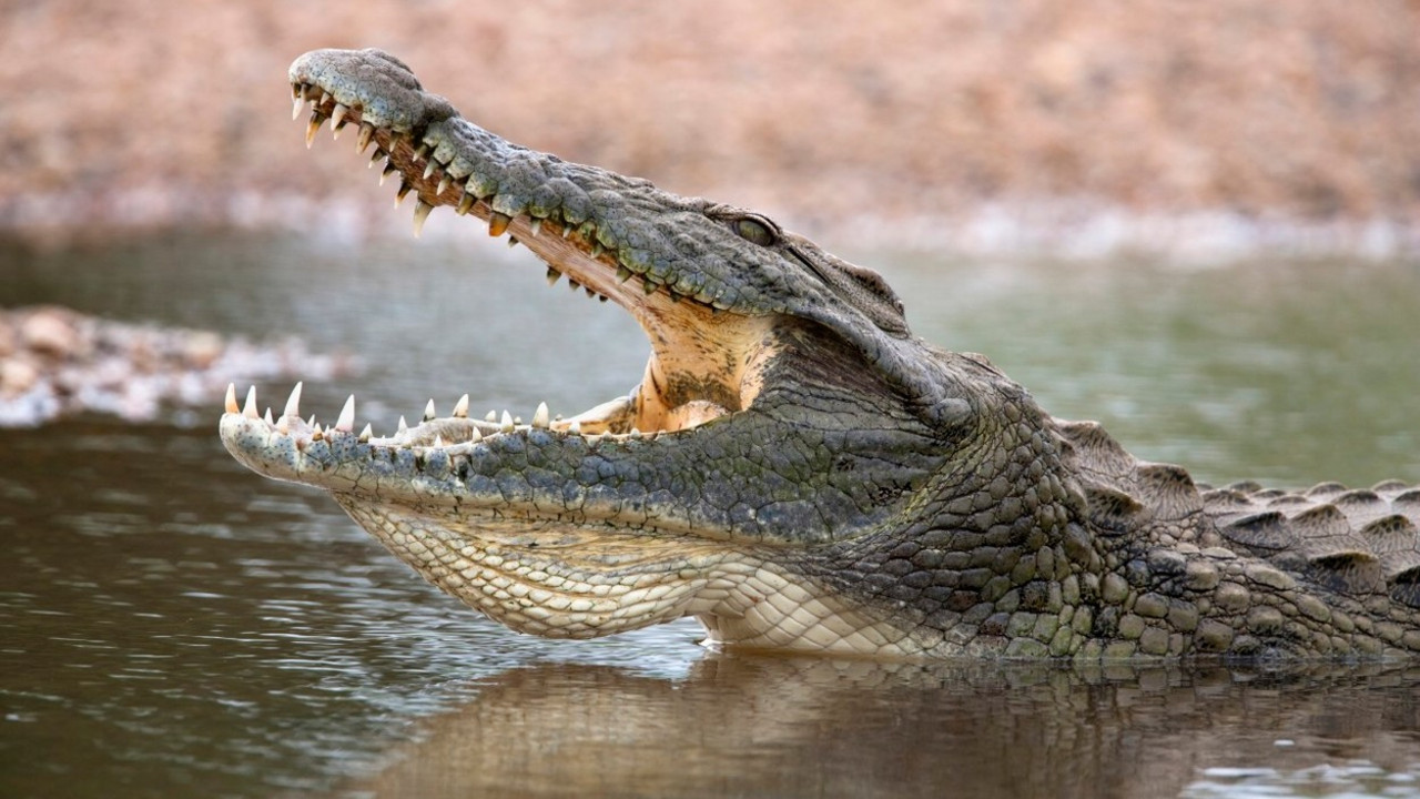 Krokodil