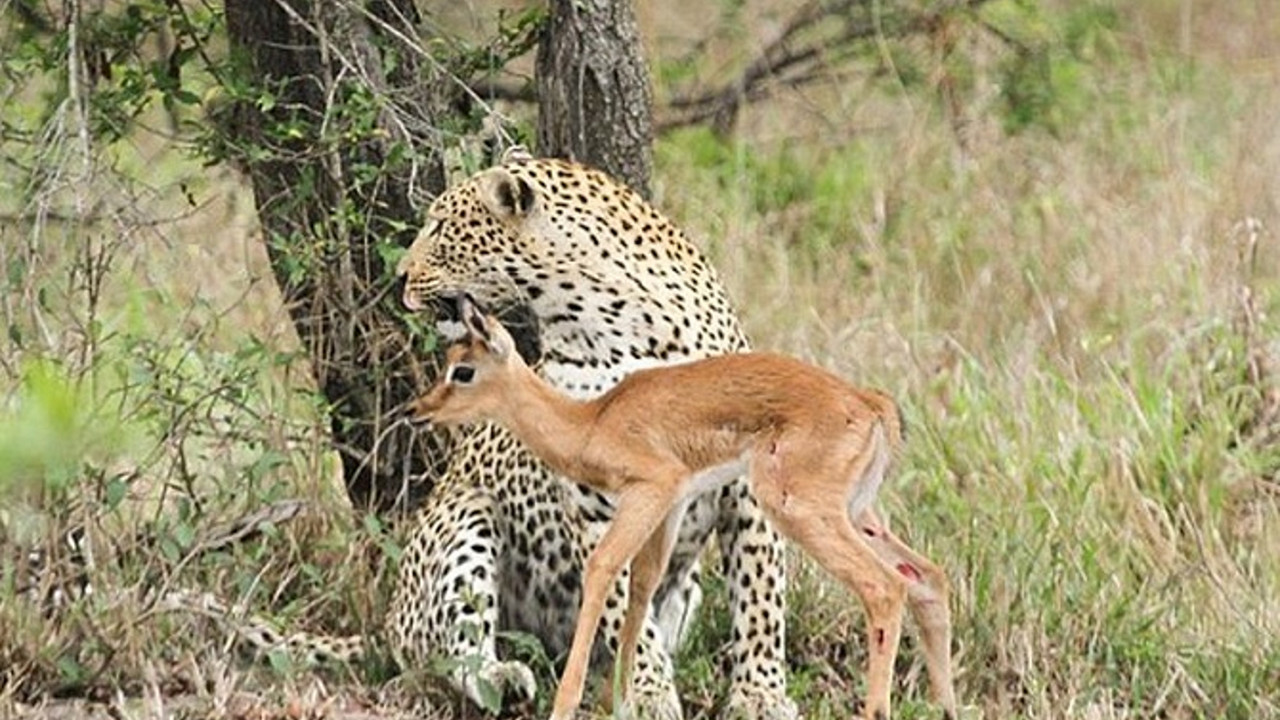 Leopard i impala