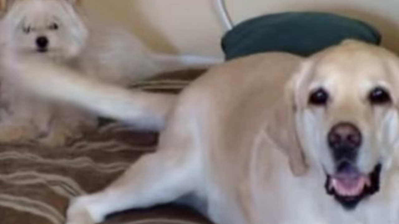 labrador