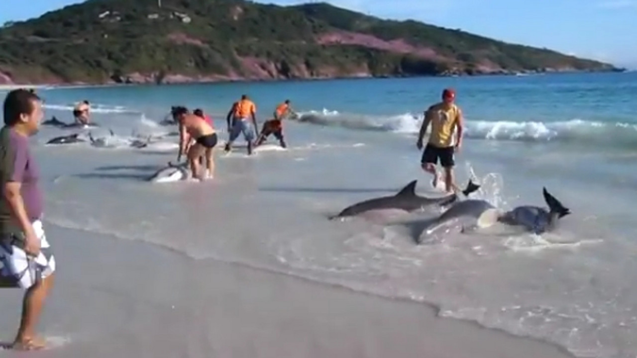 Delfini na plaži