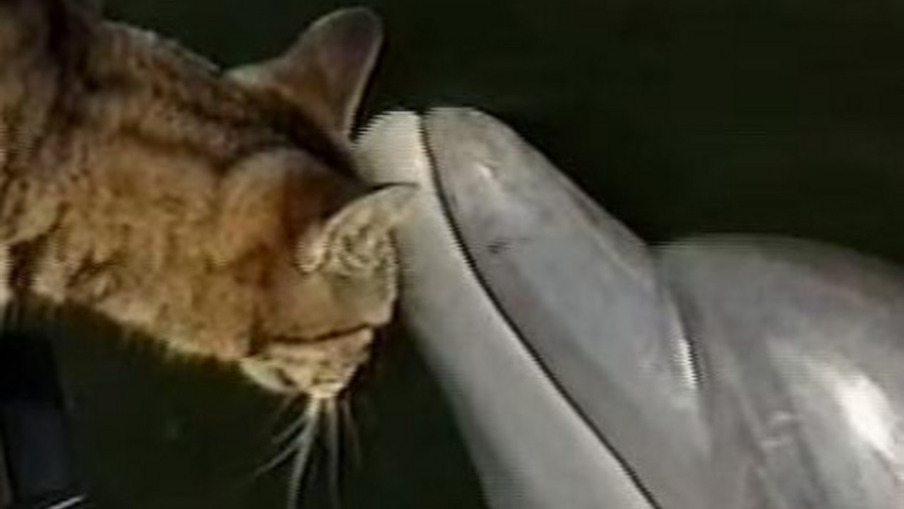 delfin i mačka