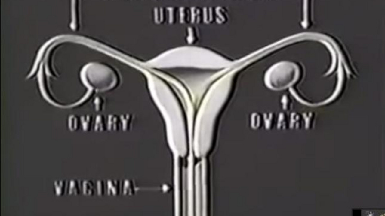 Menstruacija diznijev film