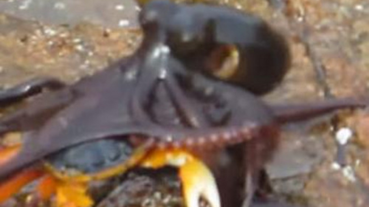 oktopod i kraba